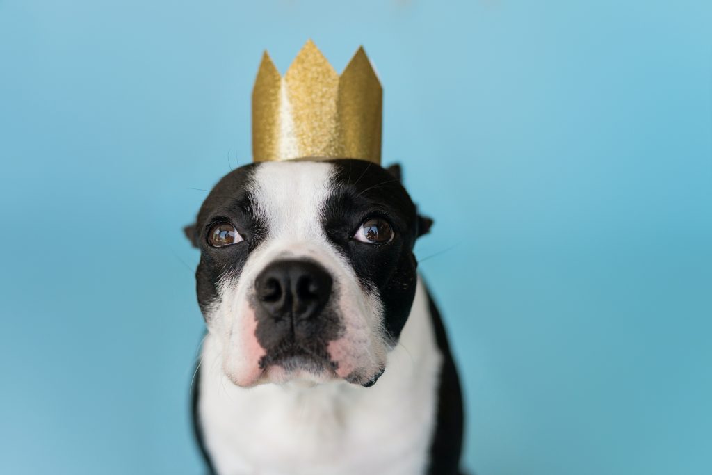 featured image for Why Boston Terriers are the Best and Worst Dog in New Orleans post